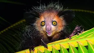 AYE-AYE - Madagascar's Strangest and Most Mysterious Creature