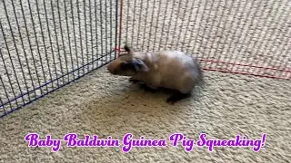 A Baby Baldwin Guinea Pig Squeaking