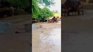 Rainy day, my home, Mianwali (Pakistan) #short #Nature #RainSeason
