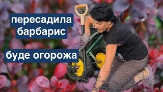 Пересадила барбарис, буде огорожа