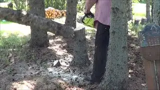 First Tree with the Ryobi 40 Volt Chainsaw