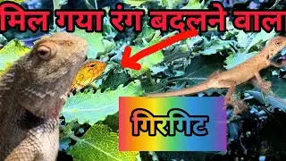 गिरगिट रंग  कैसे बदलता है #youtubevideo #pets #trend