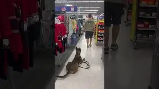 Ashley in public #k9protection #dogtraining #workingk9