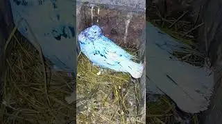 #pigeon 🇦🇲✌️