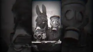 El ATAQUE de los MUERTOS