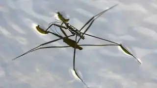 Water strider - walking on water