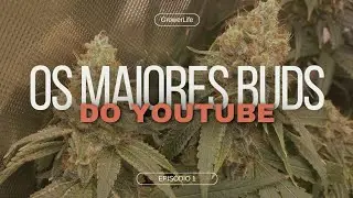Os BUDS mais GORDOS do YouTube #Growerlife