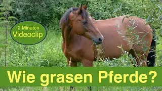 Geräuschvoll grasende Pferde
