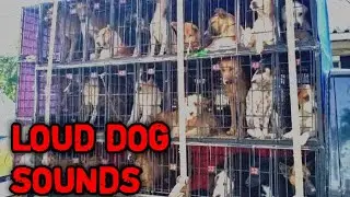 LOUD DOG SOUNDS | BARKING DOG ANGRY
