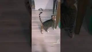 ORANGE CAT AND HIS THICC BROTHER