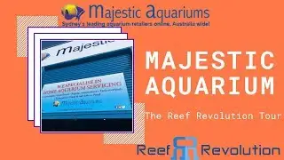 Majestic Aquariums - LFS Crawl