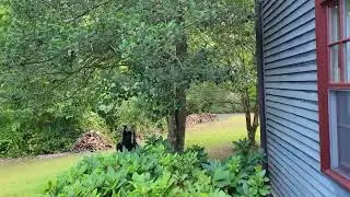 Bear Feasts on Dogwood Berries