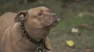 Mentally ill man allegedly rapes pit bull