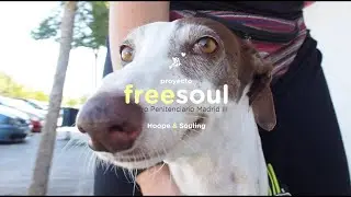 Freesoul,  un proyecto de ayuda bidireccional que une a perros abandonados y personas en prisión