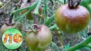 Как бороться с фитофторой на помидорах.