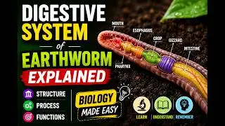 Digestive System of Earthworms