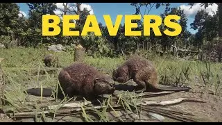 1 Minute Beaver Gameplay in RDR2