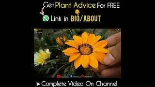 The most Important Thing to Grow Alot of Gazania Flowers!