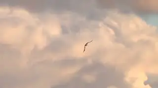 birds