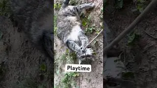 PLAYTIME FOR THIS CAT #shortvideo #tabbycat #catvideo #catlover #catlife #catplaytime
