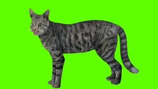 #cat #greenscreen in left side pose i idle A copyright free green screen background use any time