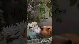 плюсы морских свинок
