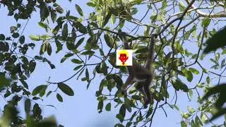 Evil Yellow Horse The Monkey