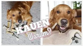 KAUEN - Warum? Wann? Was? 🐶🍗/ Verlosung 🎉