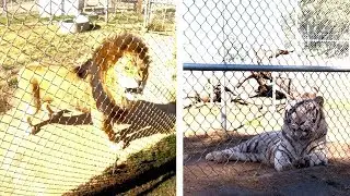 Animal Rescue FULL TOUR [LIONS TIGERS & BEARS] - San Diego 2019