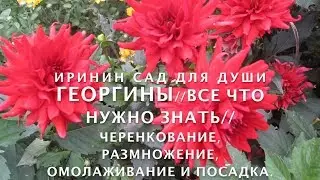 ГЕОРГИНЫ//Всё что нужно знать//Черенкование, размножение, омолаживание и посадка.