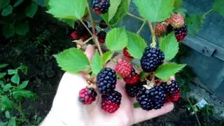 Thornless Blackberry Triple Crown