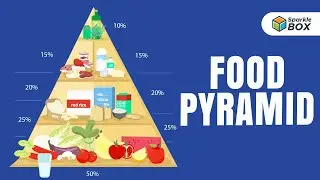 Food Pyramid | Grade 4 Science Experiment | Sparklebox