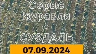 Вчера подняли с поля огромную стаю СЕРЫХ ЖУРАВЛЕЙ!!! Божественно красиво! Они улетают на Юг❤️