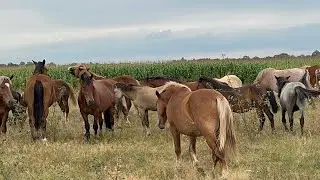 Великий Вибір Коней На Продажу
