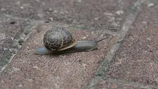 Garden Snail   Into The Shell