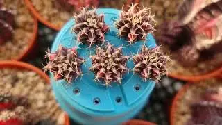 Gymnocalycium Peach Babies harvested from Mummy Peach