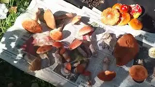 ПОДАРКИ ОТ ЛЕСОВИЧКА - 🧙‍♂️🍀🍄. С РАННЕГО УТРА ТРУЖУСЬ КАК ПЧËЛКА 🐝