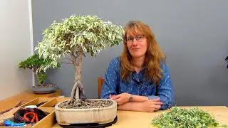 Плетение косичкой фикуса Бенджамина (ч.11).