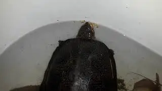 Болотная черепаха