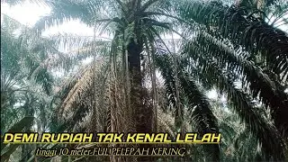 pruning sawit paling semak bikin geleng geleng #pruningsawit#panensawit