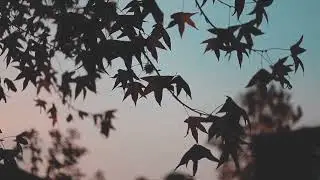 Поль Мариа   Дождь 🌹☔🌹🌧                 Paul   Maria   Rain  🌈🌞🌈