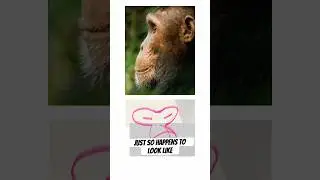 The Chimp Method is AMAZING for drawing faces!