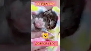 #Доброе #утро от Милого Котенка - Видео с Котами Top #Cats #Shorts Videos 2023