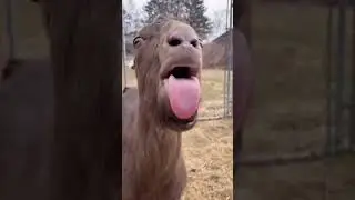 Funny Mimics: Hilarious Tongue Gestures and Sounds!