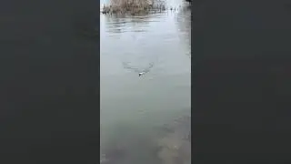 Щупак и поводок 0,09