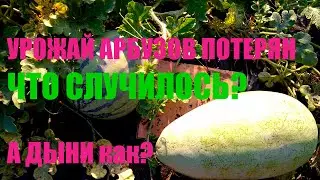 Арбузы. Урожай потерян. Что случилось? А как дыни?