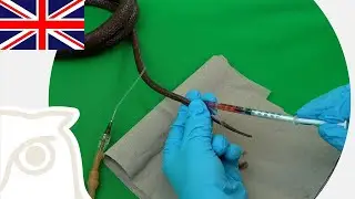 CSL: Blood Sampling on Snakes