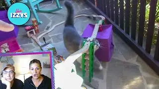 PLEASE BE CAREFUL KITTY (React!)