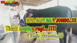 SPIL SAPI SAPI JUMBO
