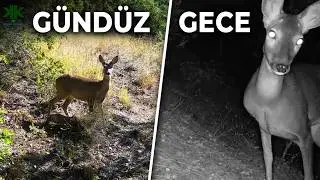 (BÖLÜM 2) Fotokapan görüntülerimiz AĞUSTOS-EYLÜL-EKİM-KASIM 2022